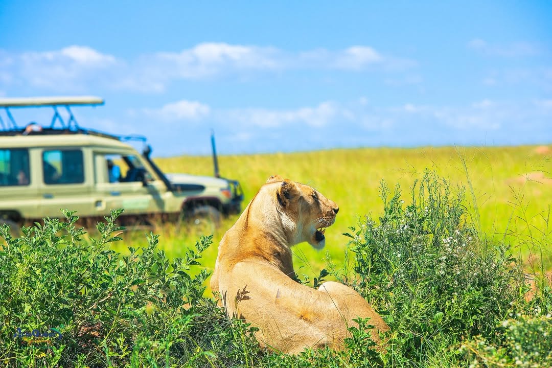 Image of maasai mara green season